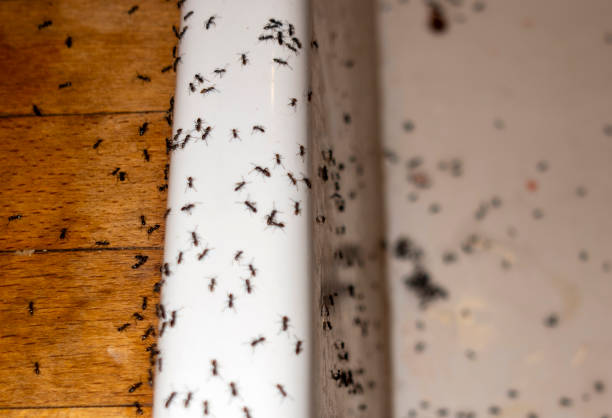 Best Mosquito Control Services  in Ladonia, AL